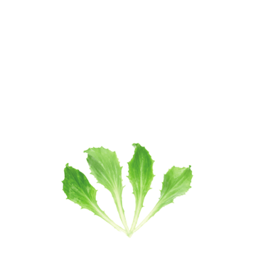 ORGANIC BABY LEAF "LETTUCE ICE QUEEN" - Apnaugao