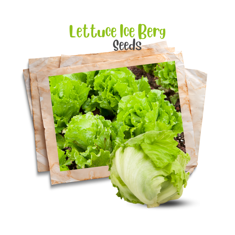 Lettuce Ice Berg Seeds