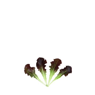 ORGANIC BABY LEAF "LETTUCE RED BATAVIA" - Apnaugao