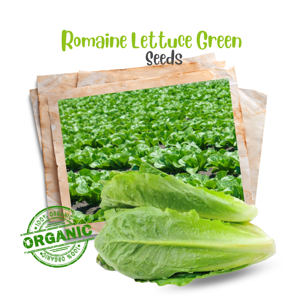 romaine lettuce with romaine lettuce grown in a field , organic romaine lettuce seeds
