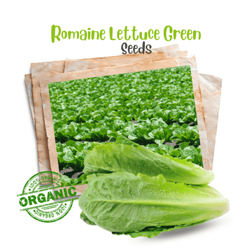 Lettuce Romaine Seeds - Apnaugao
