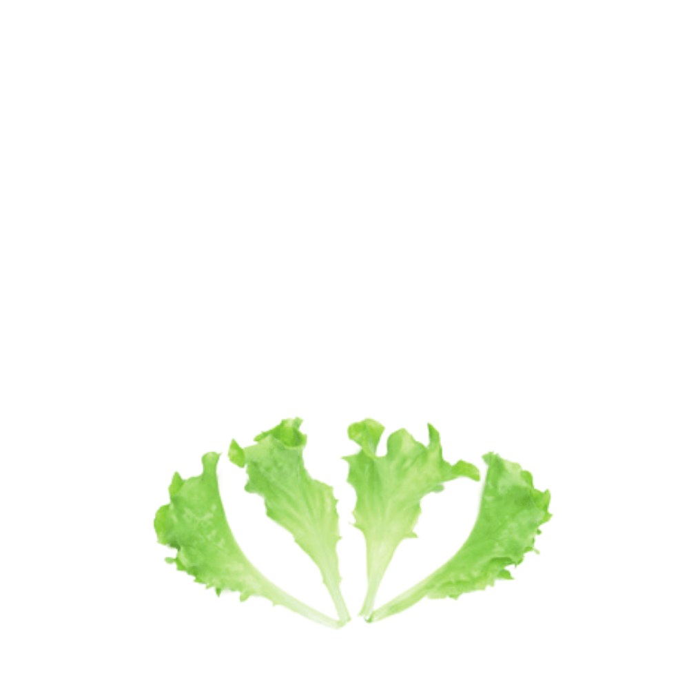 ORGANIC BABY LEAF "LETTUCE LOLLO WHITE" - Apnaugao