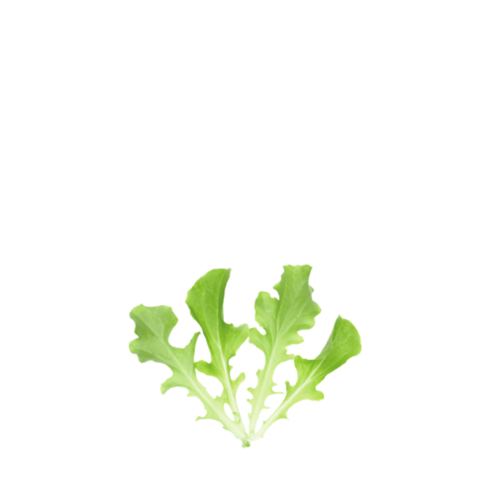 ORGANIC BABY LEAF "LETTUCE GREEN SALAD BOWL" - Apnaugao