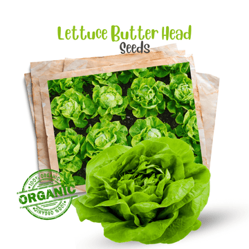 Lettuce Butter Head Seeds - Apnaugao