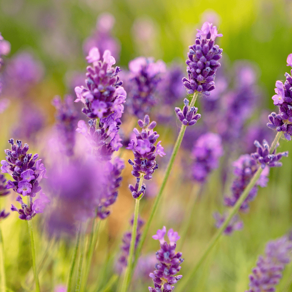 Lavender Flower Seeds - Apnaugao