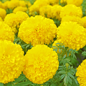 Marigold Americana Yellow F1 Hybrid Seeds - Apnaugao