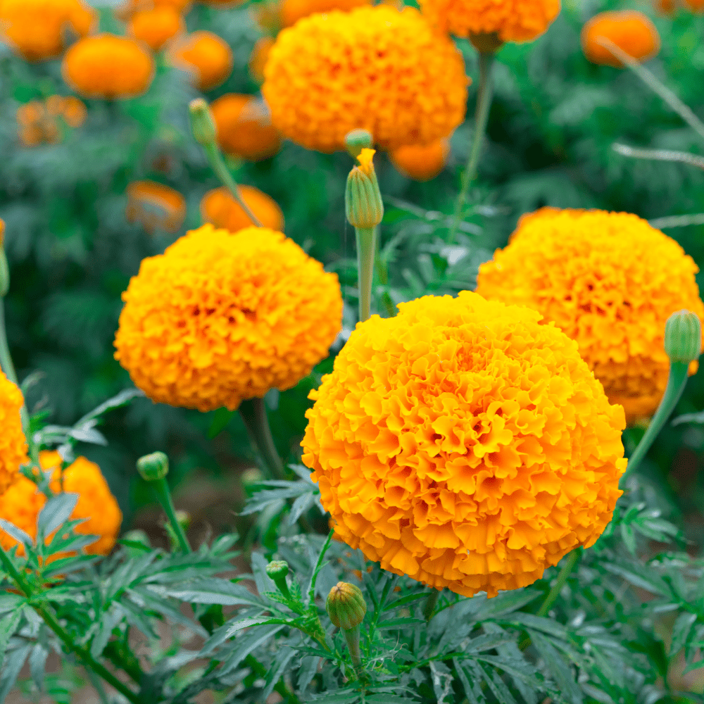 Marigold Americana Gold F1 Hybrid Seeds - Golden Double Flowers