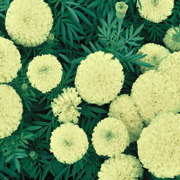 Marigold Americana Lemon Green F1 Hybrid Seeds - Apnaugao