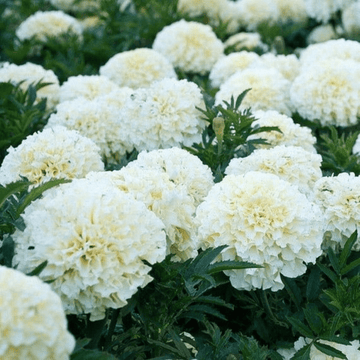 Marigold Americana White F1 Hybrid Seeds - Apnaugao