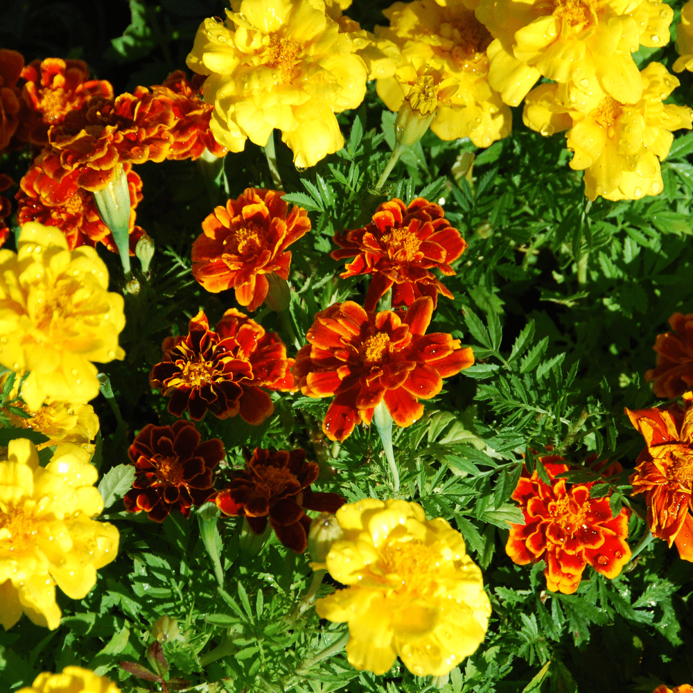 French Marigold Seeds – Compact, Colorful Blooms
