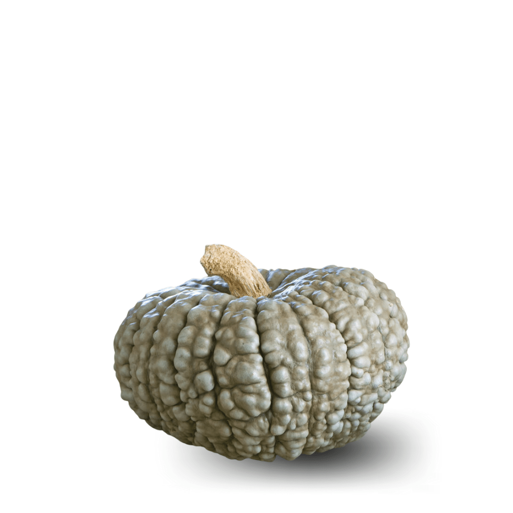 PUMPKIN Marina Di CHIOGGIA ( Halwa Kadu ) - Apnaugao