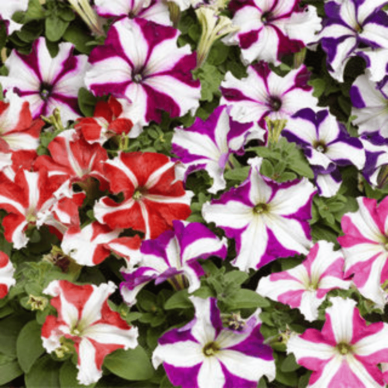 Petunia Big Star Mix F1 Hybrid Seeds - Apnaugao