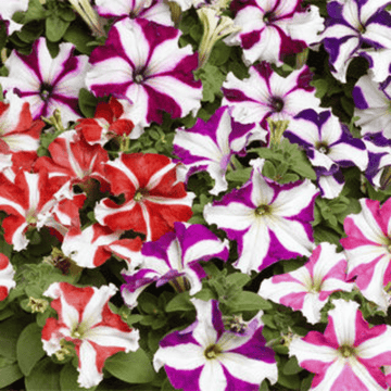 Petunia Big Star Mix F1 Hybrid Seeds - Apnaugao