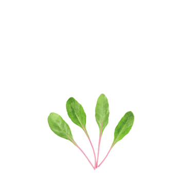ORGANIC BABY LEAF "PINK BEETROOT ROSABI" - Apnaugao