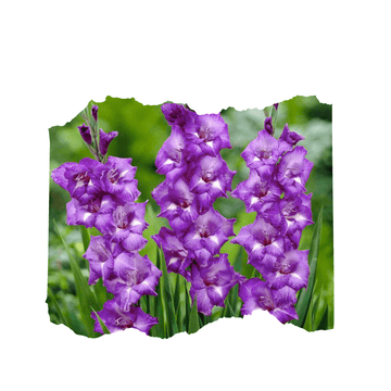 20 Purple Gladiolus Flower Bulbs - Apnaugao