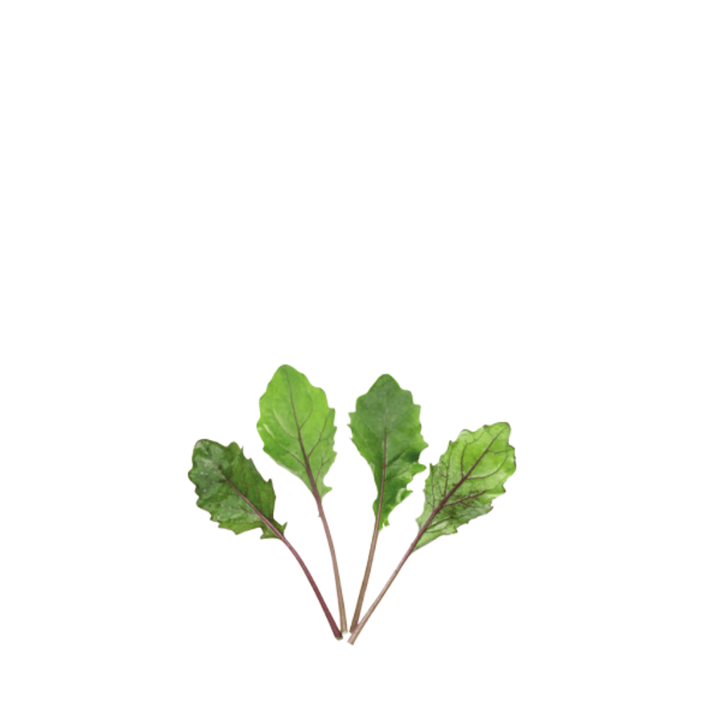 ORGANIC BABY LEAF "PURPLE KHOLRABI" - Apnaugao