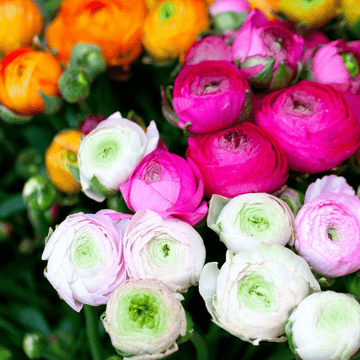 Ranunculus Mix F1 Hybrid Seeds - Apnaugao