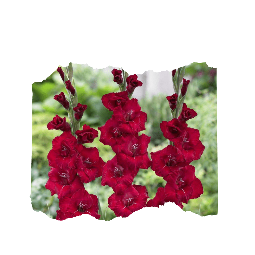 20 Red Gladiolus Flower Bulbs - Apnaugao