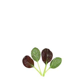 ORGANIC BABY LEAF "RED KOMATSUNA" - Apnaugao
