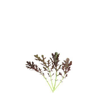 ORGANIC BABY LEAF "RED MIZUNA " - Apnaugao