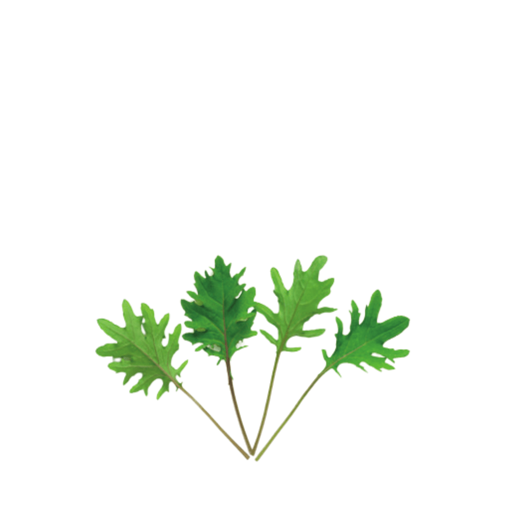 ORGANIC BABY LEAF "RED RUSSIAN KALE" - Apnaugao