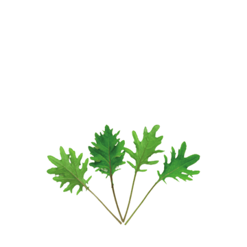 ORGANIC BABY LEAF "RED RUSSIAN KALE" - Apnaugao