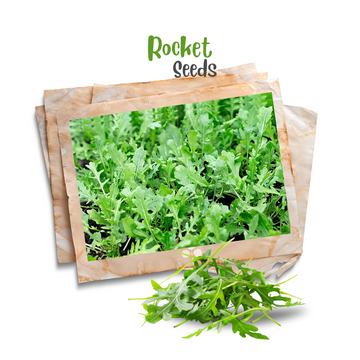 Rocket 'Arugula' Organic Seeds