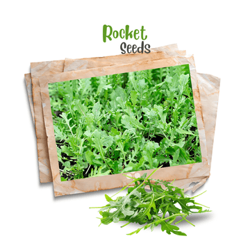 Rocket 'Arugula' Organic Seeds - Apnaugao