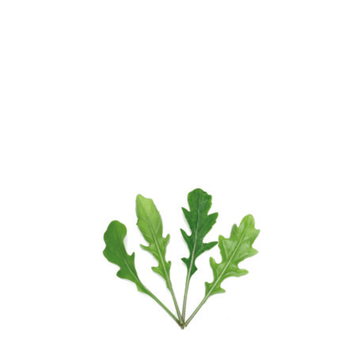 ORGANIC BABY LEAF "RUNWAY ARGULA" - Apnaugao