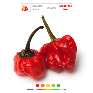 SCOTCH BONNET' Hot Chilli Pepper Seeds - Apnaugao