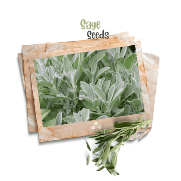 Sage Seeds - Apnaugao