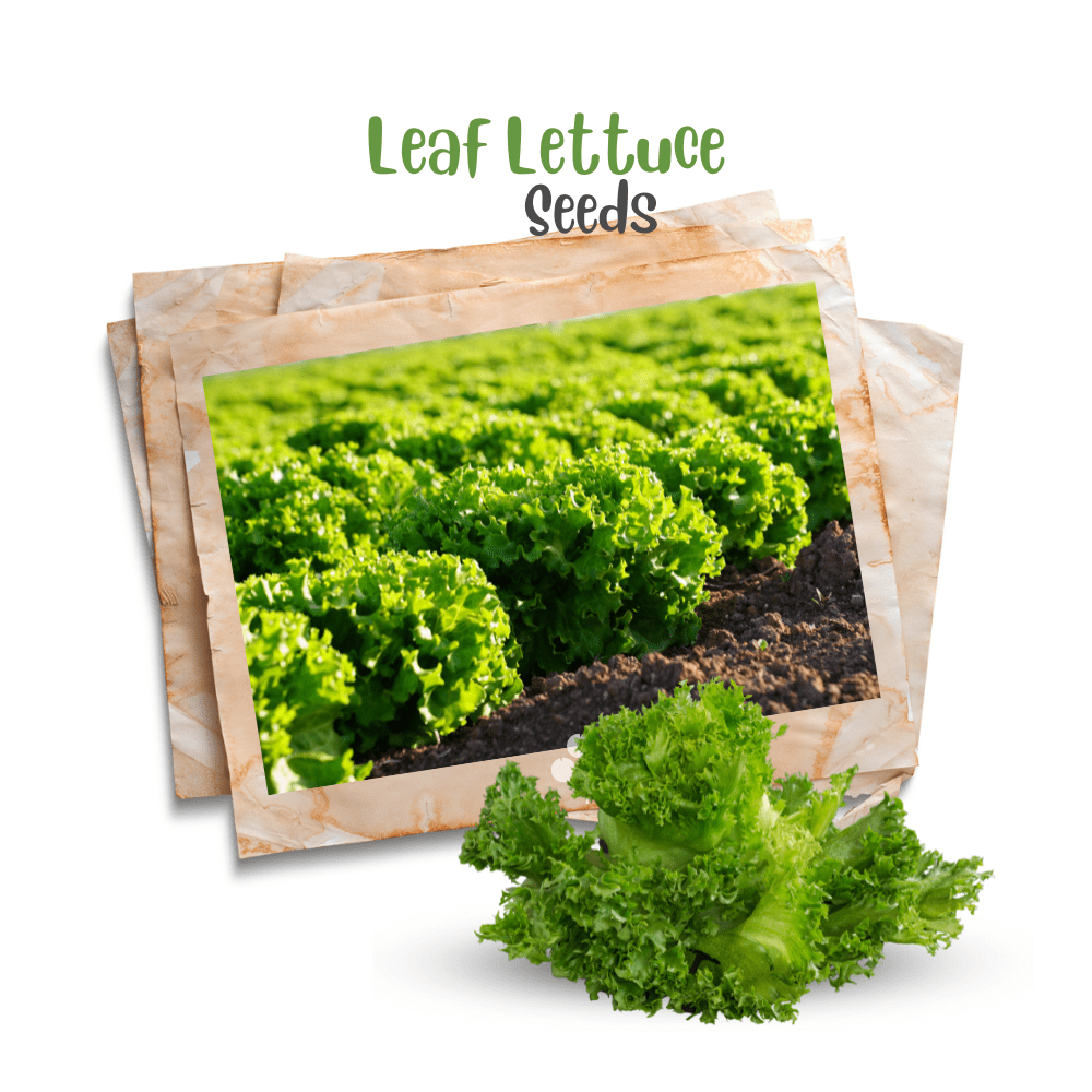 Buttercrunch Lettuce Seeds - Apnaugao