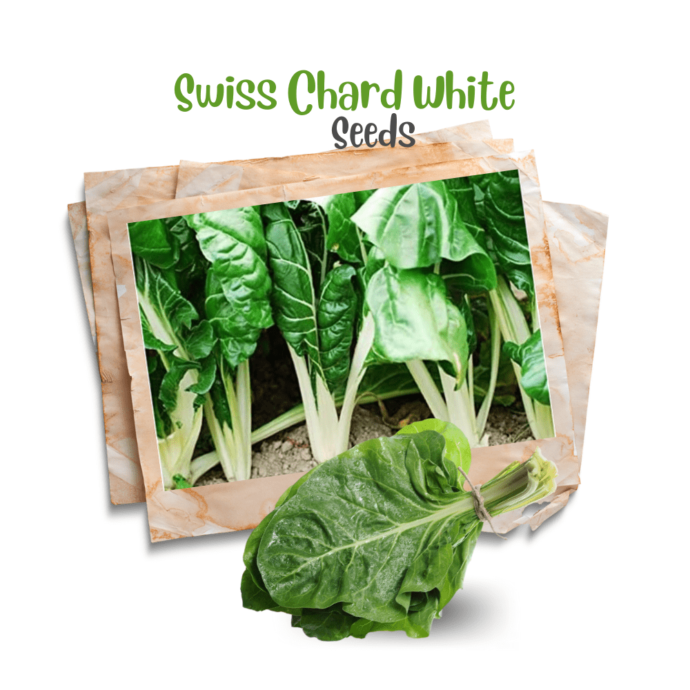 Swiss chard ( White ) Organic Seeds - Apnaugao