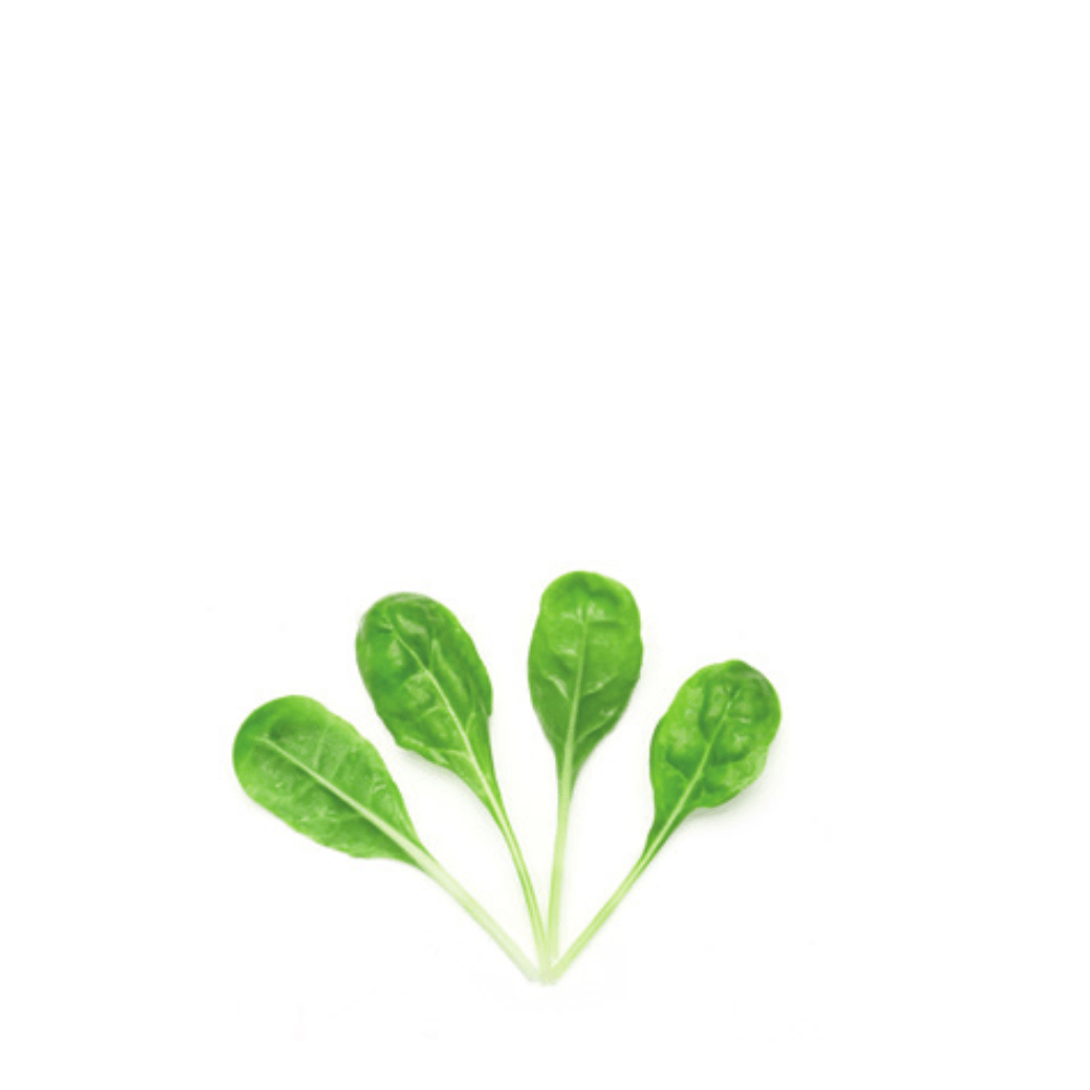 SWISSCHARD FORDHOOK GIANT - Apnaugao