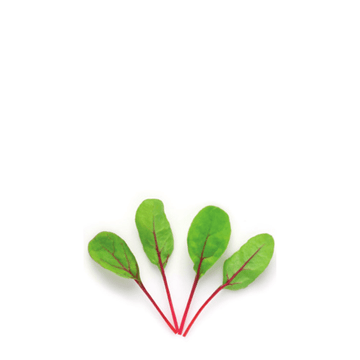 microgreens swiss chard ruby red