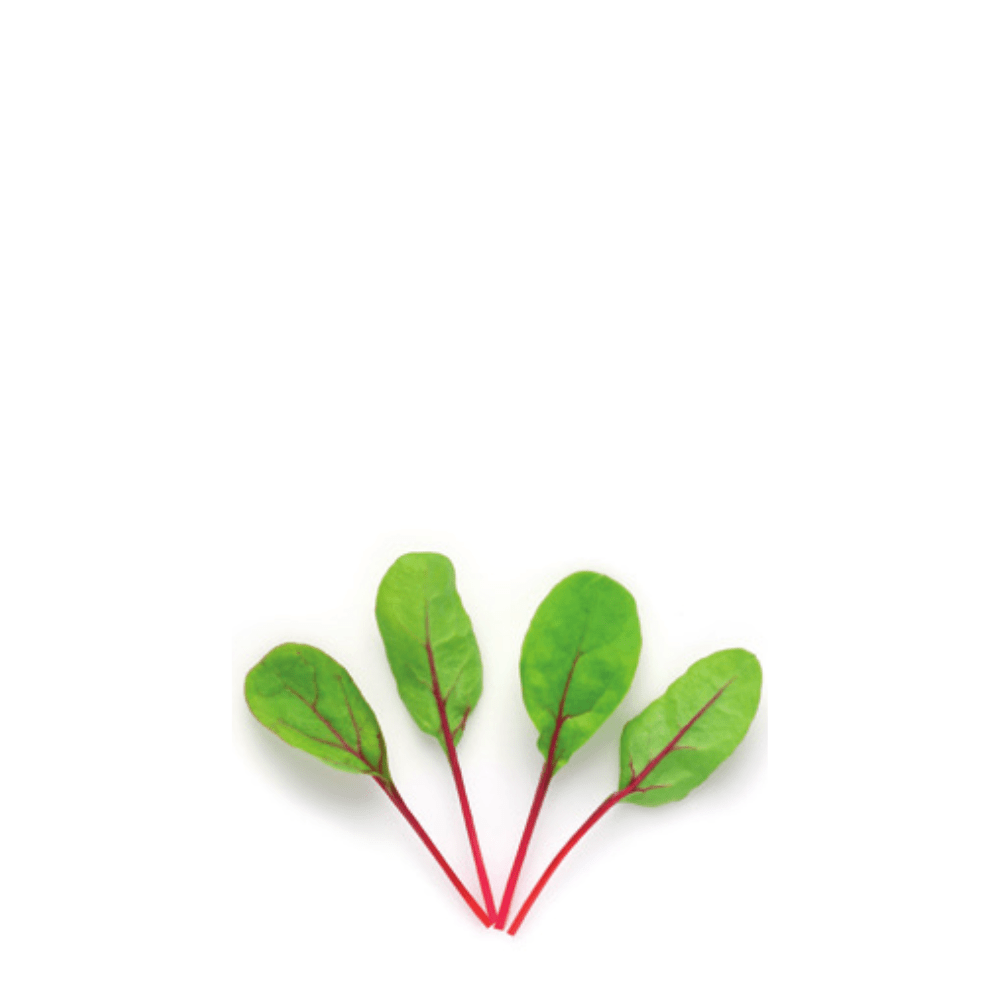 SWISSCHARD RUBY RED - Apnaugao