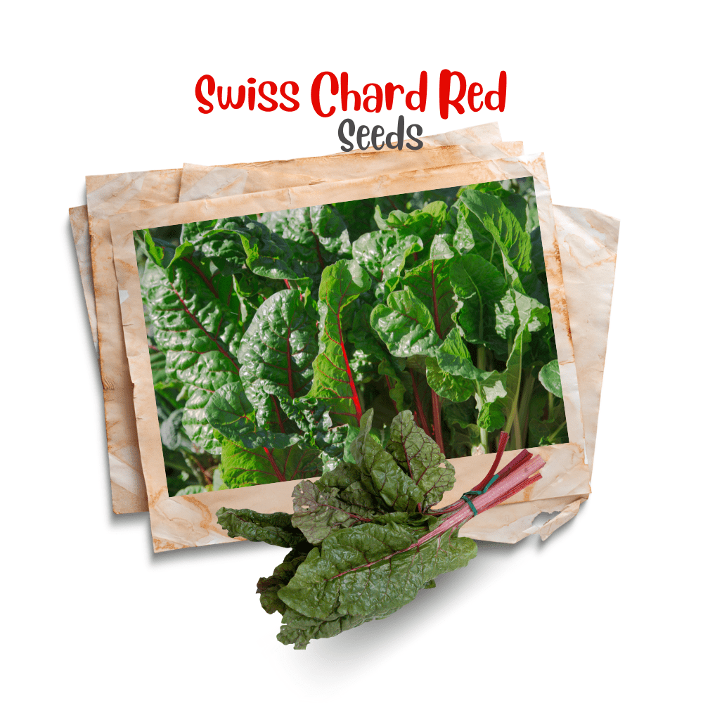Swiss chard ( Red ) Organic Seeds - Apnaugao