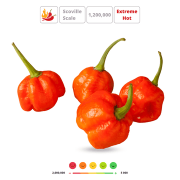 TRINIDAD SCORPION' Hot Chilli Pepper Seeds - Apnaugao
