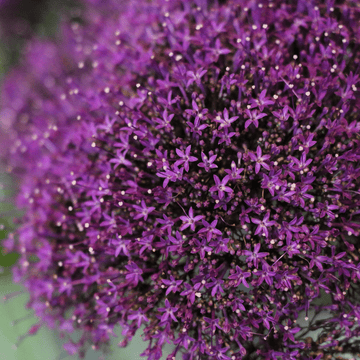 Bell Flower Trachelium Mix F1 Hybrid Seeds - Apnaugao