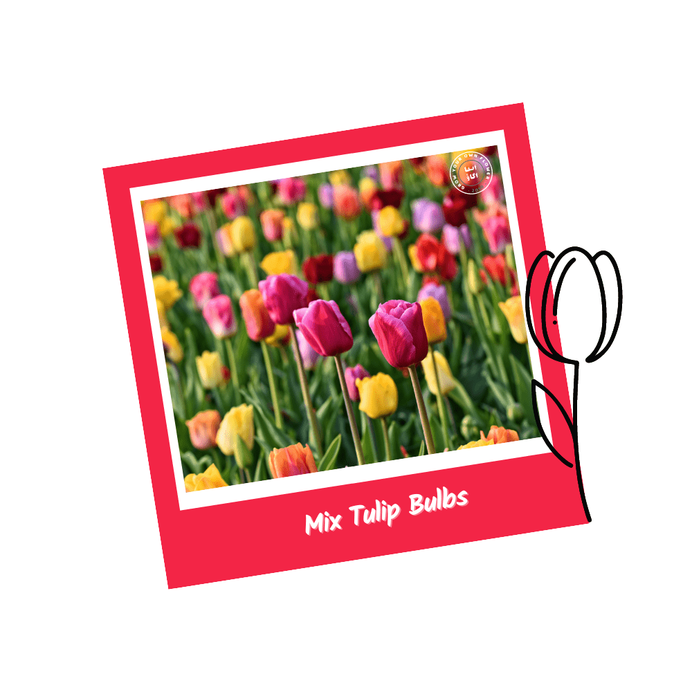 10 Mix Tulip Flower Bulbs - Apnaugao