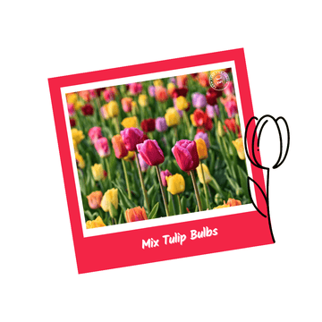 10 Mix Tulip Flower Bulbs - Apnaugao