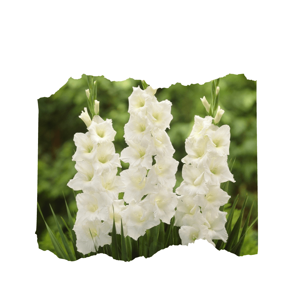 20 White Gladiolus Flower Bulbs - Apnaugao