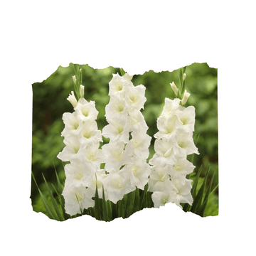 20 White Gladiolus Flower Bulbs - Apnaugao