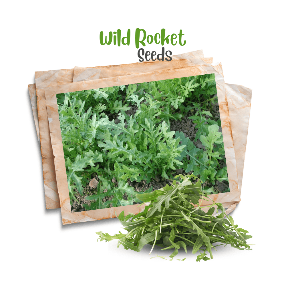 Wild Rocket 'Arugula' Organic Seeds - Apnaugao
