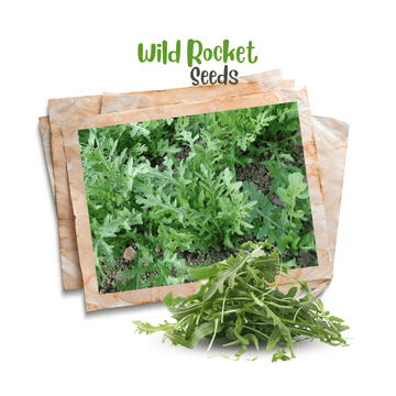 Wild Rocket 'Arugula' Organic Seeds - Apnaugao