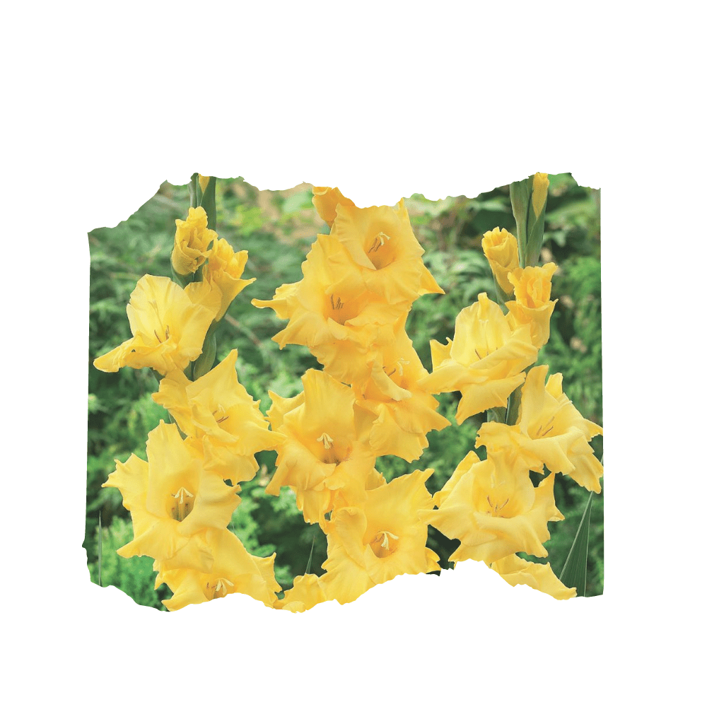 20 Yellow Gladiolus Flower Bulbs - Apnaugao