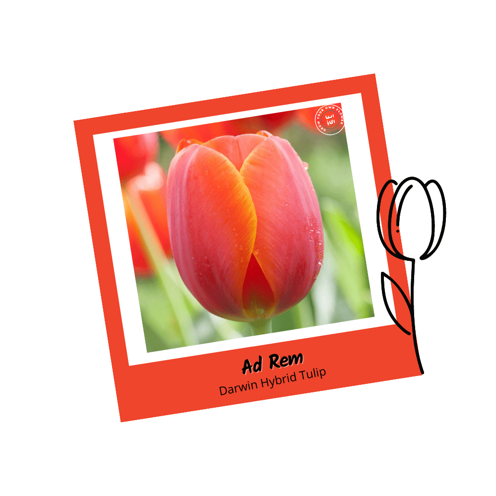 Ad Red Darwin Hybrid Tulip Bulbs - Apnaugao