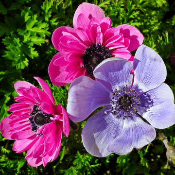 Wind flower Anemone Mix F1 Hybrid Seeds - Apnaugao