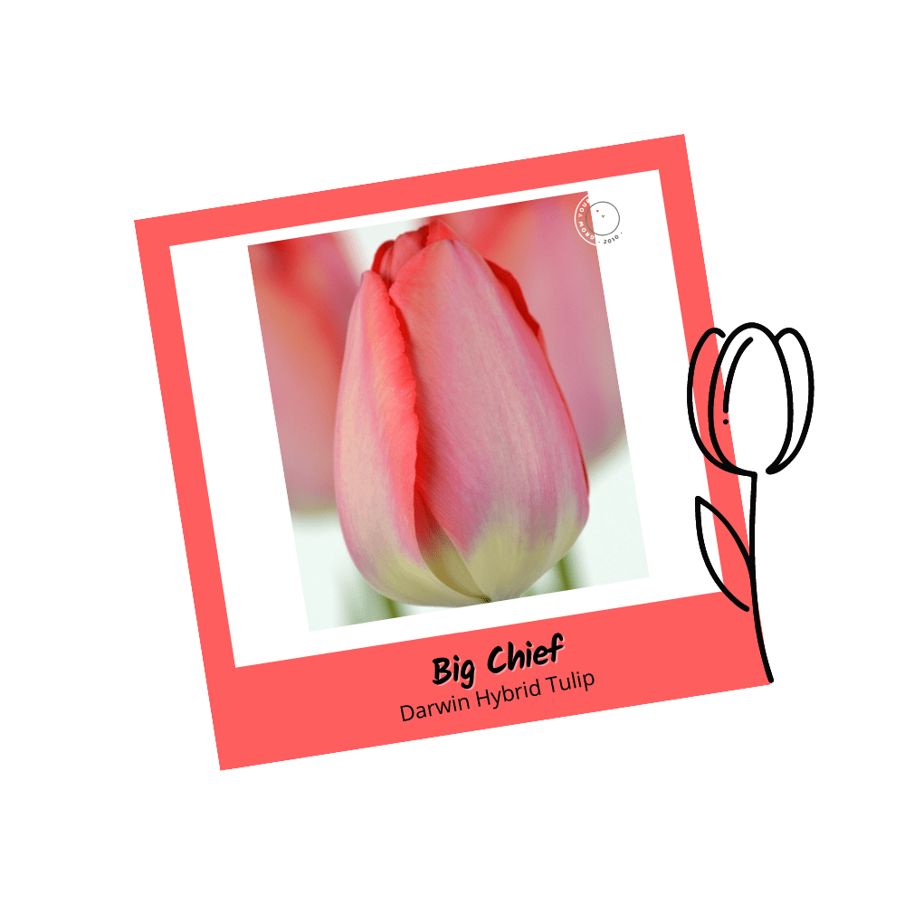 Big Chief Darwin Hybrid Tulip Bulbs - Apnaugao