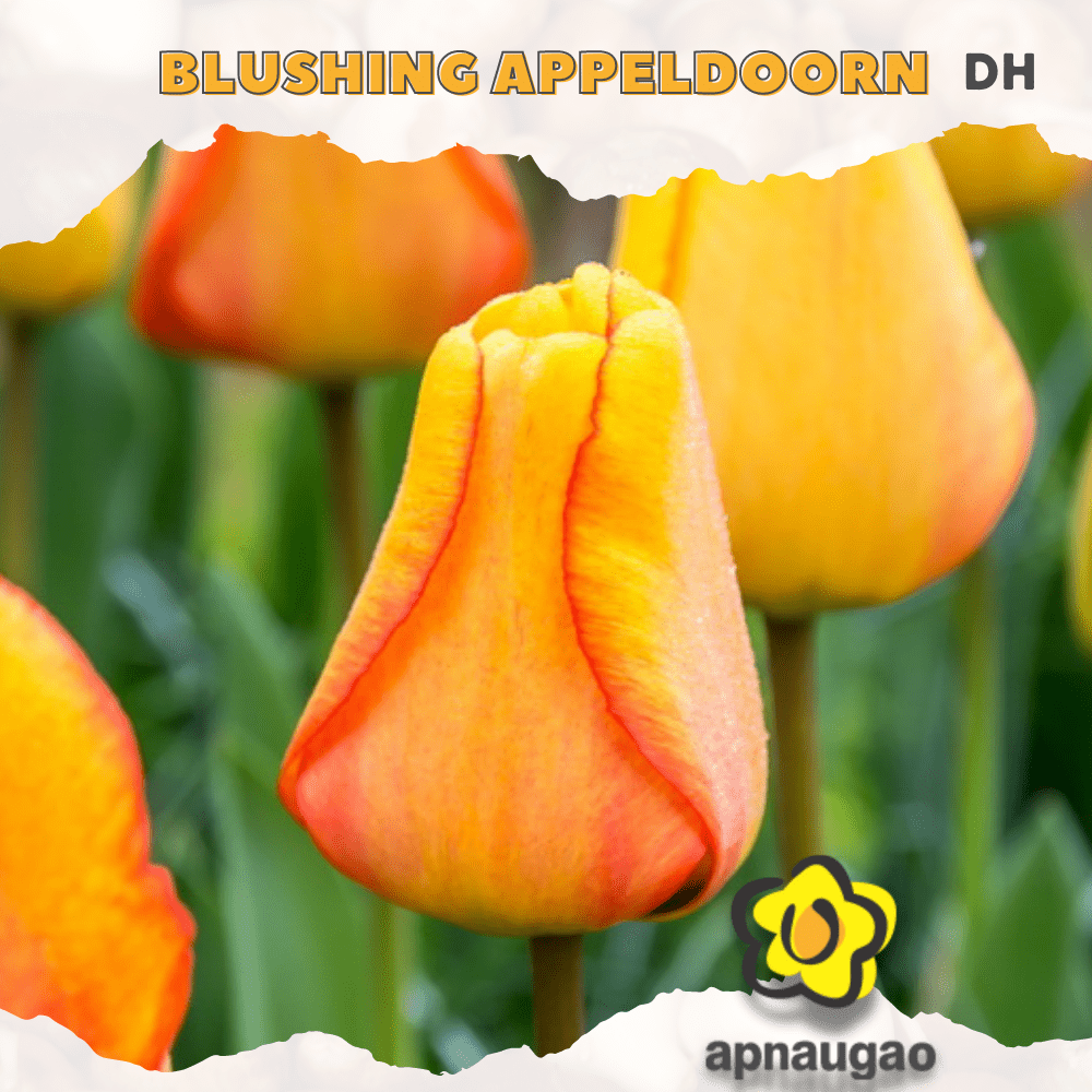 BLUSHING APPELDOORN | Min. Qty - 10 Pieces - Apnaugao